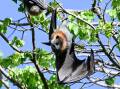 One of the flying foxes in Bendigo's Rosalind Park. Picture by Darren Howe