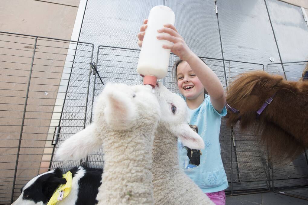 FEEDING TIME: Tiffany Perkins bottle feeds a lamb in the mobile animal farm in Hargeaves Mall. Picture: DARREN HOWE

