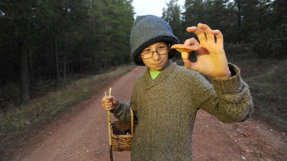 Max holds a mushroom found in a Castlemaine pine plantation. Picture: NONI HYETT