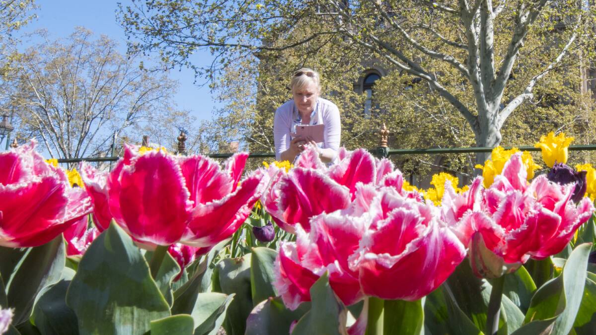 Tulip time: The display in Bendigo's Rosalind Park are bringing in visitors. Picture: Darren Howe