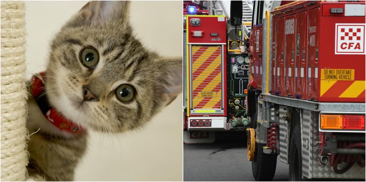 Firefighters free kitten from couch