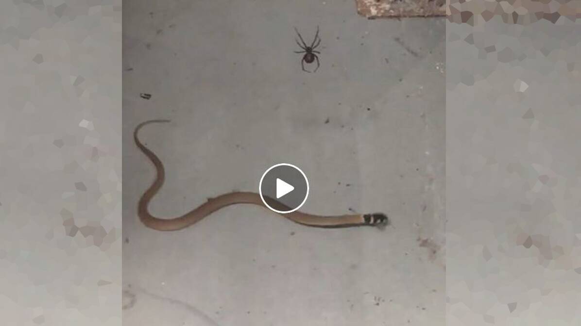 Watch the video below as a redback spider and brown snake fight to the death.
