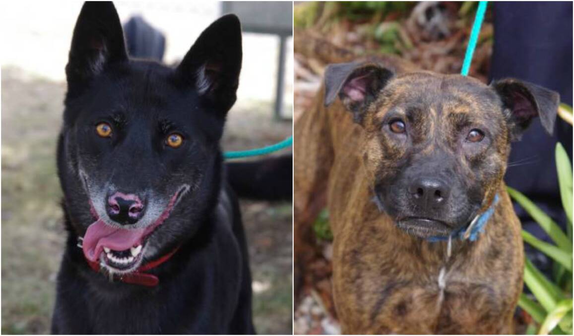 PETS OF THE WEEK: Some of the gorgeous pooches who have found their way into the care of the Mount Alexander Animal Welfare group. Click on the photo to see some of the animals in the region looking for new homes.