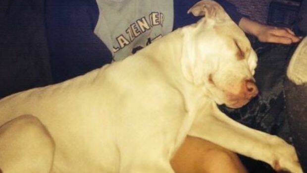 Owners plea for council to ''save Buddy'' the pitbull, in a petition. Photo: gopetition.com