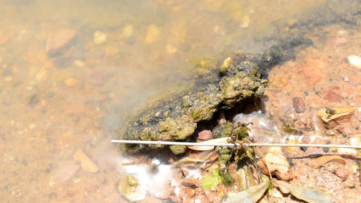 Blue-green algae is most likely to occur amid lower water levels and ongoing warm weather. Picture: File photo
