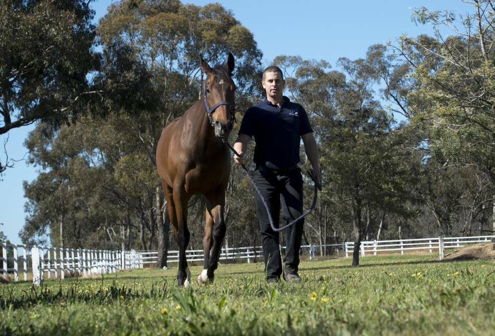 Adam O'Neill takes Bendigo Cup runner Desert Samurai for a walk on the eve of the big race. Click the photo to read more. Picture: DARREN HOWE
