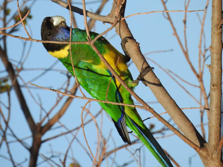 Two Port Lincoln parrots have been stolen from an Epsom property. Picture: FILE PHOTO