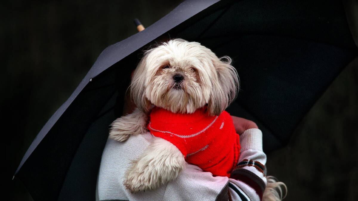 Don’t forget your pets during storms, RSPCA warns