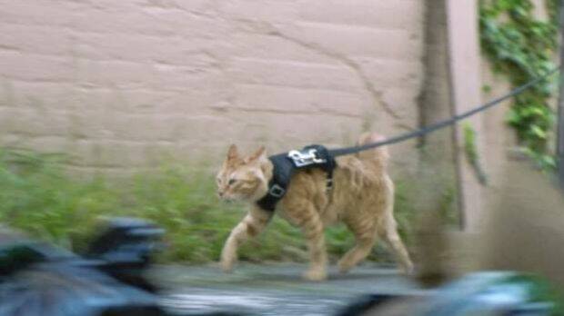 A police cat serves at comedic relief during the sequence. Photo: Stuff.co.nz