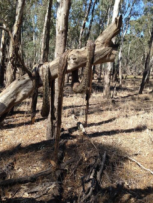 DEAD: Murray Darling carpet pythons were found beheaded and slung in a tree. Picture: North Central CMA