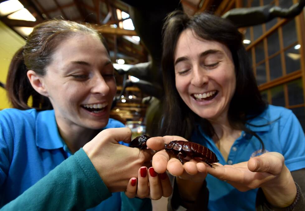 NEW CREEPY CRAWLIES: Education coordinator Rachel Rayner and Discovery Centre manager Kate Barnard with giant burrowing cockroaches. Picture: JODIE WIEGARD