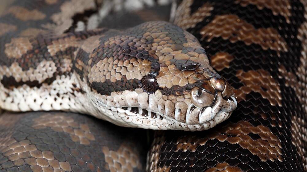 ALIVE: Murray Darling carpet python. Picture: Patrick Honan, Museum Victoria.
