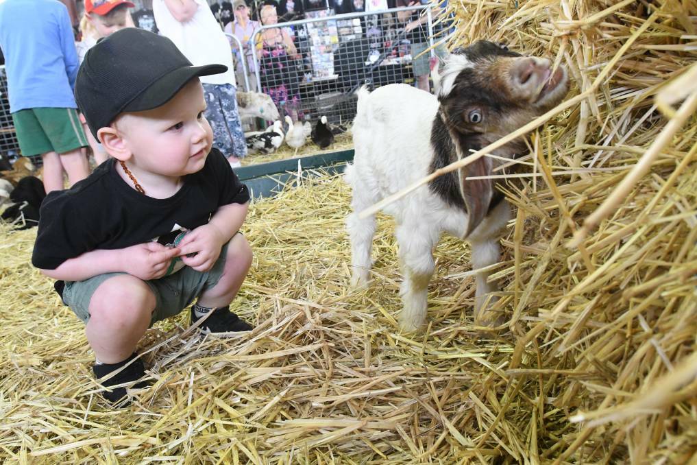KIDDING AROUND: Jasper Waldron enjoying the opportunity to befriend the farm animals. Picture: NONI HYETT