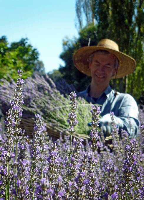 GETTING READY: Lavandula's Jack Larm with some of the lavender that will be on display at the Lavender Harvest Festival on Sunday. Picture: Provided. 