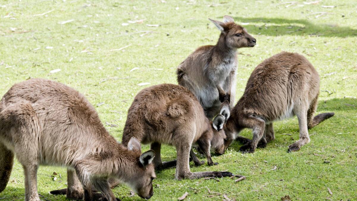 PET FOOD: Culled kangaroos from controlled designated areas have been used for pet meat as part of a state government trial. Picture: SHUTTERSTOCK