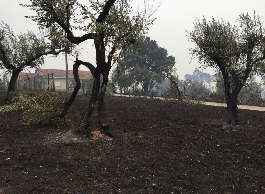Hardy: charred olive trees will most likely survive the fire.