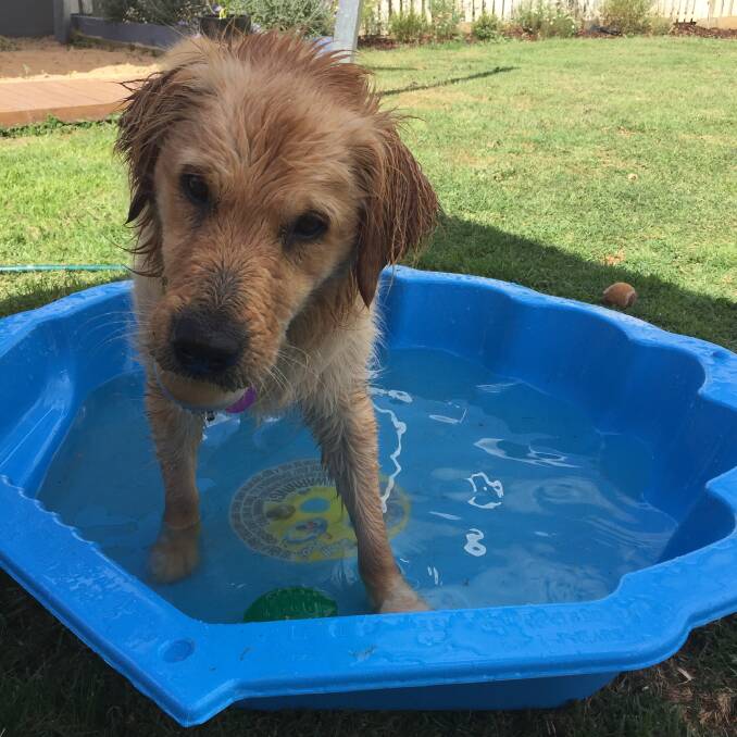 Sadie the golden retriever keeps cool in her clam-shell pool.