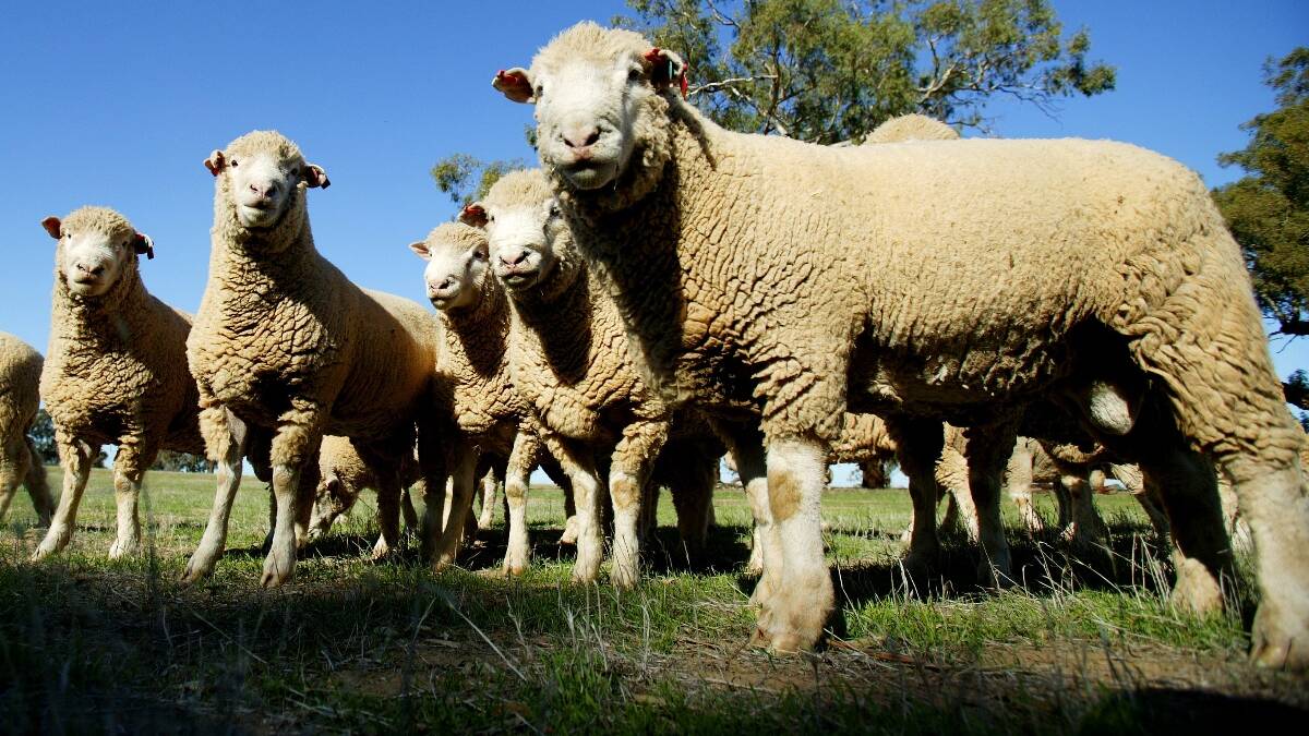High lamb prices reflect farm costs