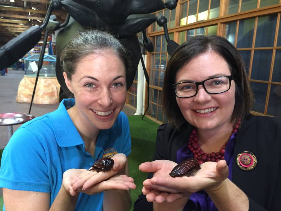 CREEPY-CRAWLIES: Discovery Centre's Rachel Rayner and Member for Bendigo Lisa Chester examine two Queensland Rainforest Cockroahes. Picture: CHRIS PEDLER