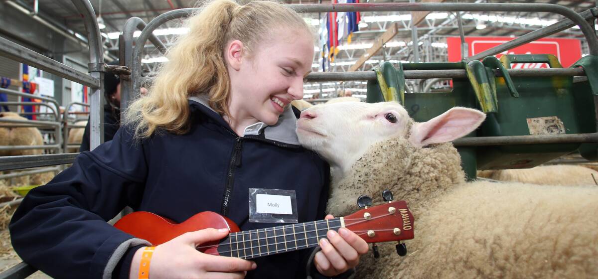 EWE-KULELE: Molly Fleming from Tintern School in Ringwood had a unique way to calm Crackers the sheep. Molly played a quick tune on the ukulele. 