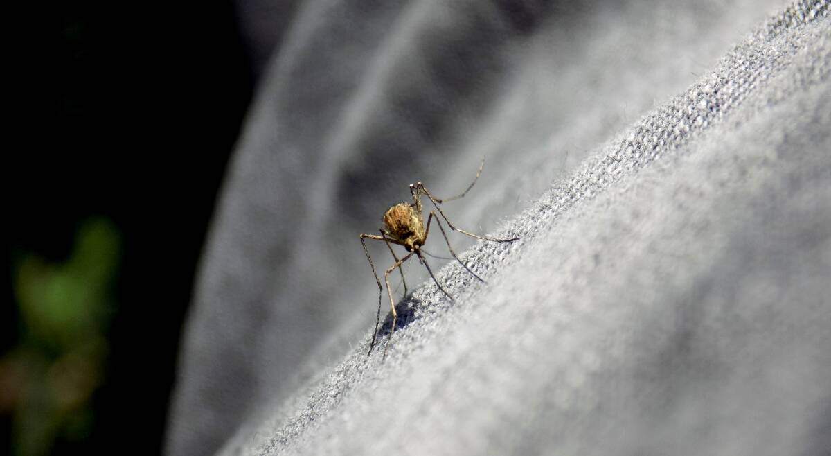 CARRIER: Mosquitoes spread Ross River virus, which can cause debilitating illness in some people.