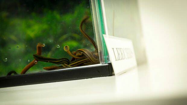 Leeches in their tank at St Vincent's hospital. Photo: Chris Hopkins