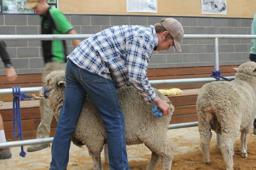 EXPERIENCE: A Catholic College Bendigo student tends to one of the school's Polwarth sheep. The school will again show at this year's Australian Sheep and Wool Show.