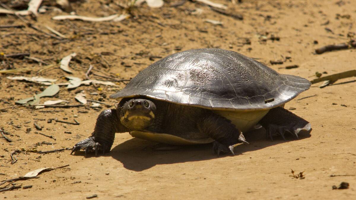 New baiting program to protect turtles