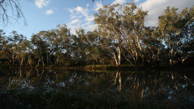 There has been a series of 'black water' events in the Murray-Darling in recent years. Photo: Peter Braig
