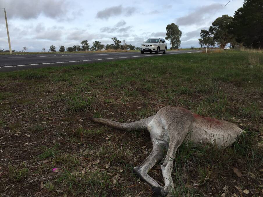 ACCIDENT: A dead kangaroo at Heathcote. Picture: JOSEPH HINCHCLIFFE