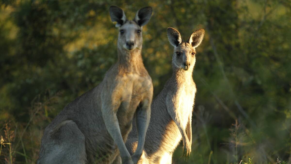 Kangaroo control ban lifted