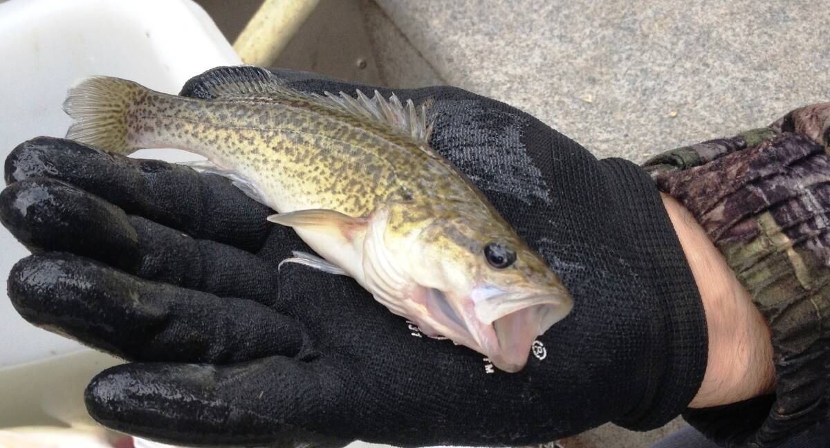 RETURNED: A young Murray cod netted during a fish survey in Gunbower Creek.