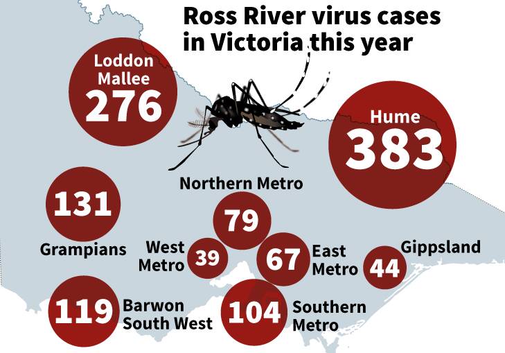 SPIKE: There were more than 1200 confirmed or suspected cases of Ross River virus in Victoria in the first seven weeks of 2017. Graphic: FAIRFAX MEDIA