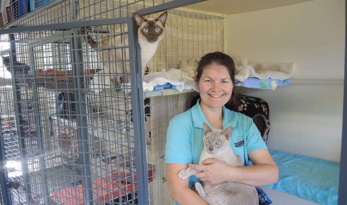 REFRESHED: Bendigo Animal Welfare shelter supervisor Liz Hill with siblings Misha and Merlin (who are up for adoption) in the refurbished cat boarding area.