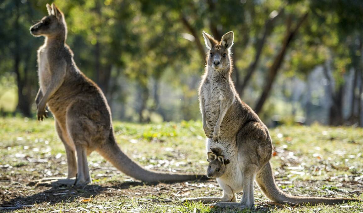 CONTROVERSY: Some people are calling for a cull of kangaroos to reduce the number of collisions with vehicles, while others say alternative measures should be taken.