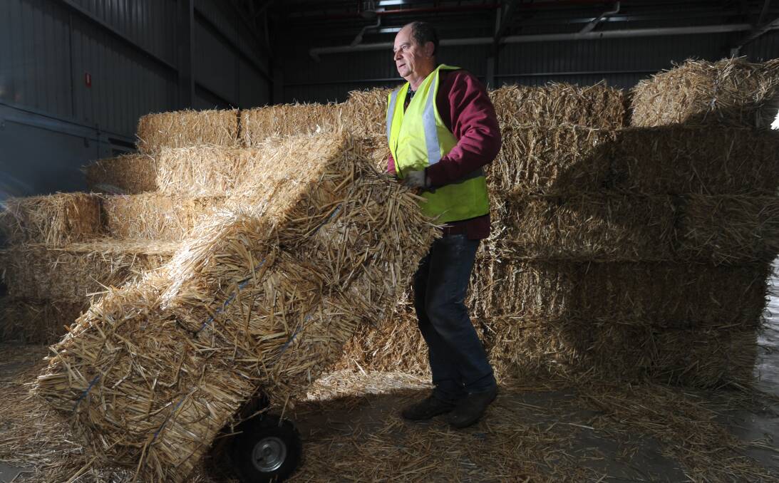 HELPING HAND: Chris Evans, a Dorper breeder from near Moama in NSW, volunteers to set up the pens at the Australian Sheep and Wool Show ahead of its Friday opening. Picture: NONI HYETT