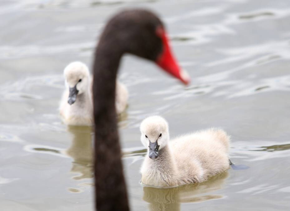 ADORABLE: Two fluffy cygnets paddle about at Lake Weeroona under the watchful eye of a parent at the weekend. Picture: GLENN DANIELS