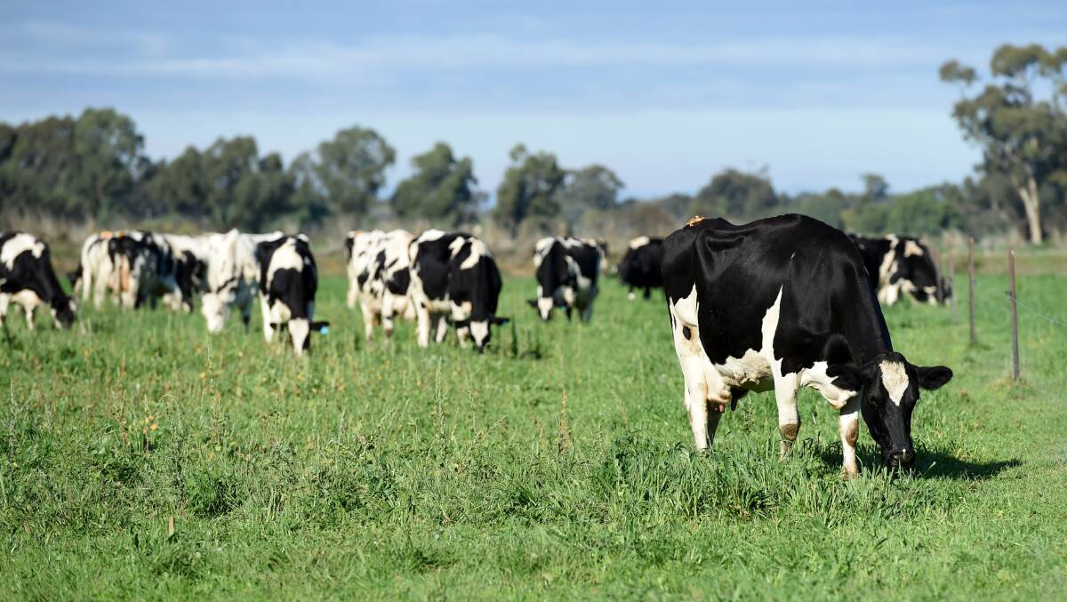 TOUGH: Dairy farmers have been hit with lower prices for their milk in what has already been a difficult season.