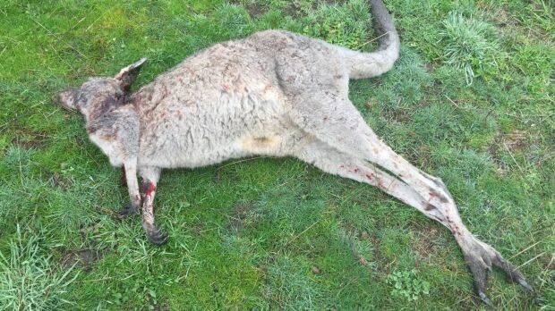 One of the dead kangaroos. Picture: SUPPLIED