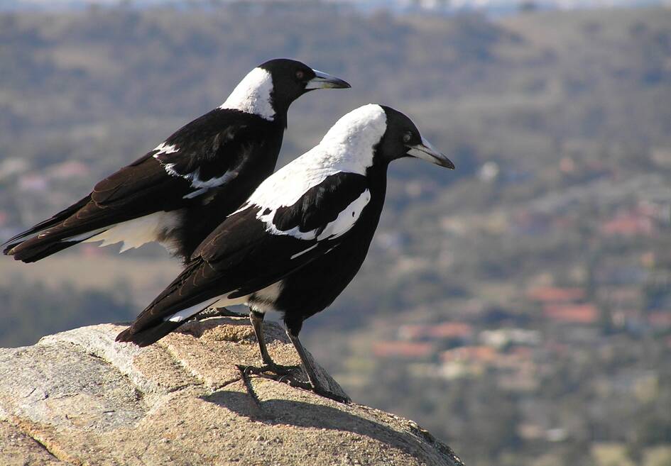 THEY'RE BACK: Bendigo residents are being urged to beware of swooping magpies, plovers and other birds this spring.