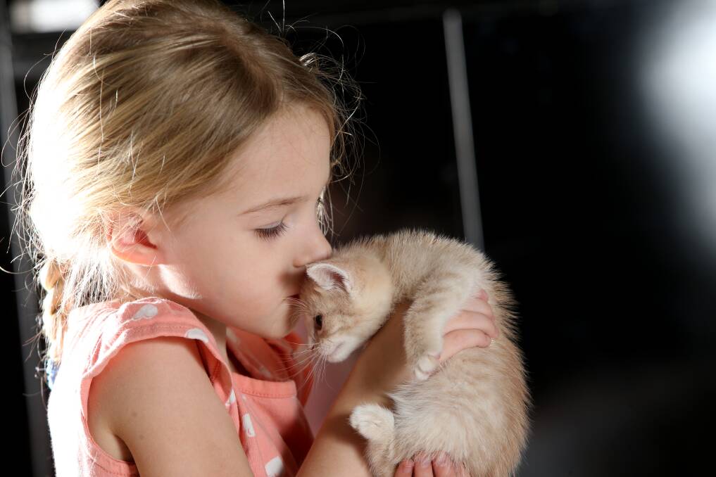 NEW FRIEND: Elizabeth Stingel, 5, with Squirt, who is one of the many kittens available for adoption from the newly formed Jemima's Gift Inc. Picture: GLENN DANIELS