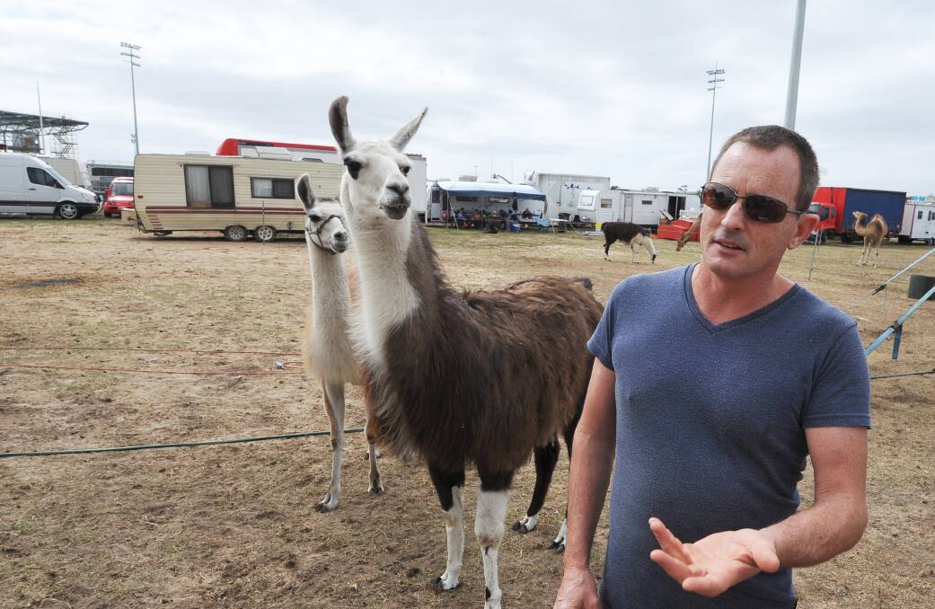Cancelled: Animal trainer Rob Joyes with two of his three llamas. Mr Joyes said his 17 animals were unaffected by the show's cancellation. Picture: Lachlan Bence.