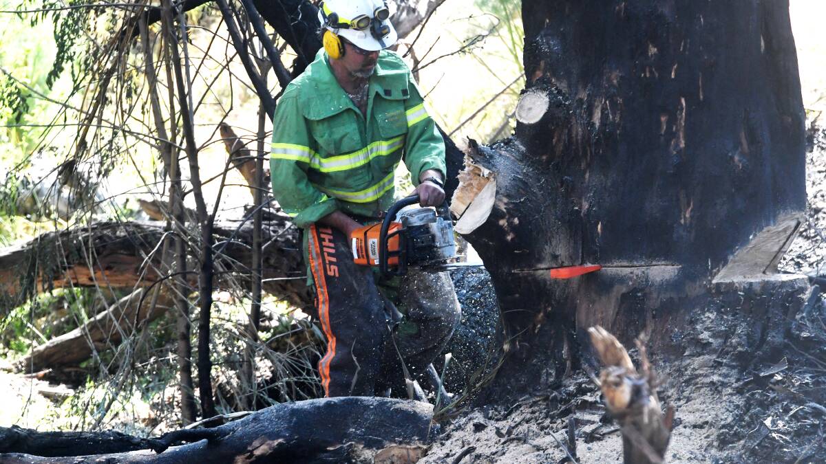 Forest Fire Management Victoria officials cut down a tree near Mundy Street on Sunday. Firefighters believe the tree was deliberately lit. Pictures: DARREN HOWE