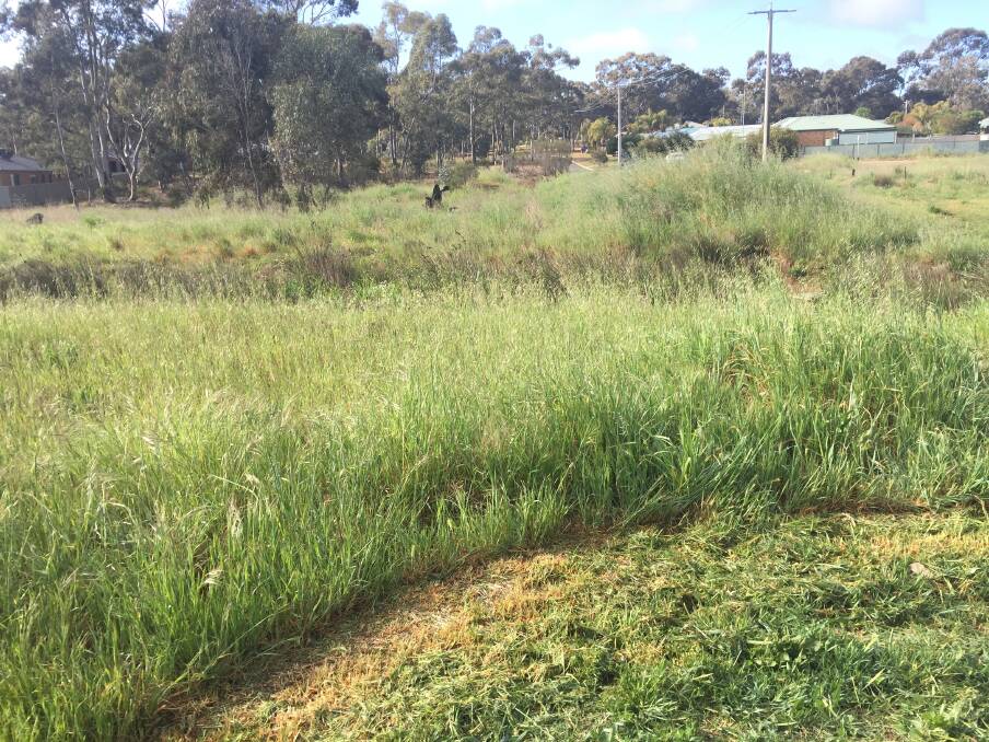 Long grass bordering the Eaglehawk Creek poses a fire risk to neighbouring properties, residents believe. 