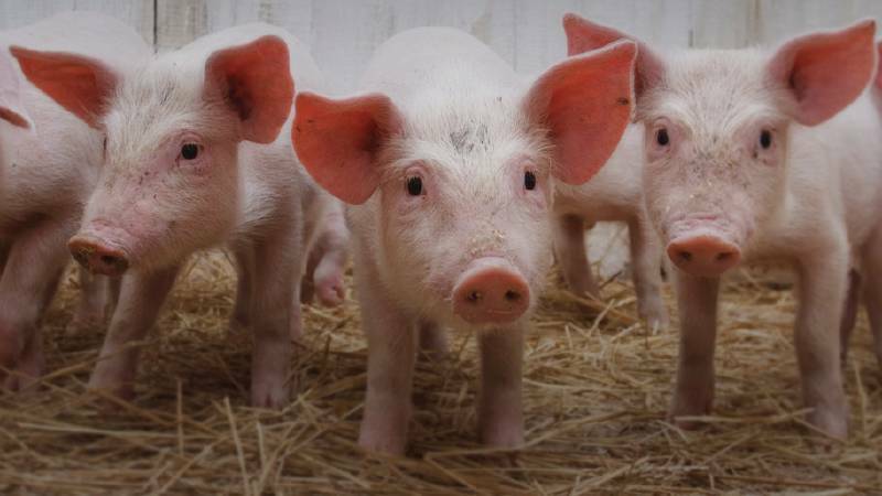 Piggery extension goes to council
