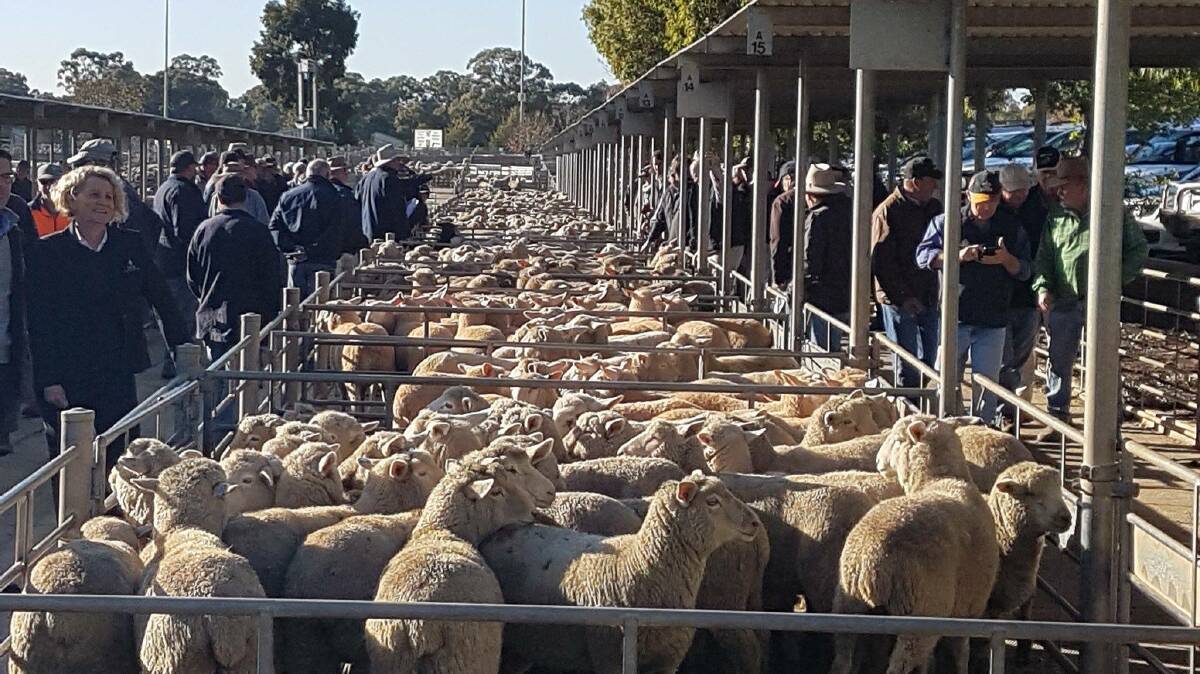YARD SALE: A number of sheep were sold on the day Bendigo Livestock Exchange celebrated its 20th birthday. 