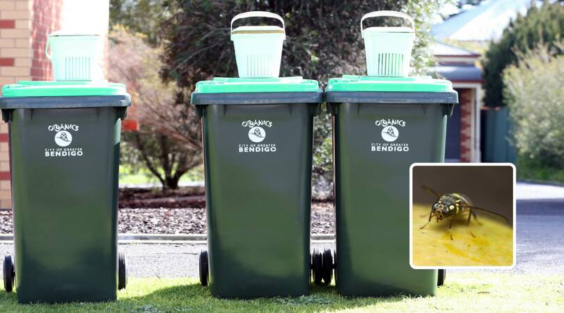 Council plans fruit fly response, defends green bin scheme