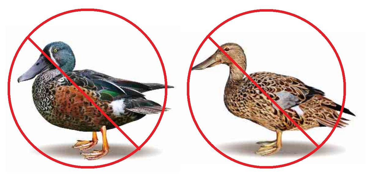 OFF LIMITS: Male and female blue-winged shoveler ducks cannot be hunted in 2017. 