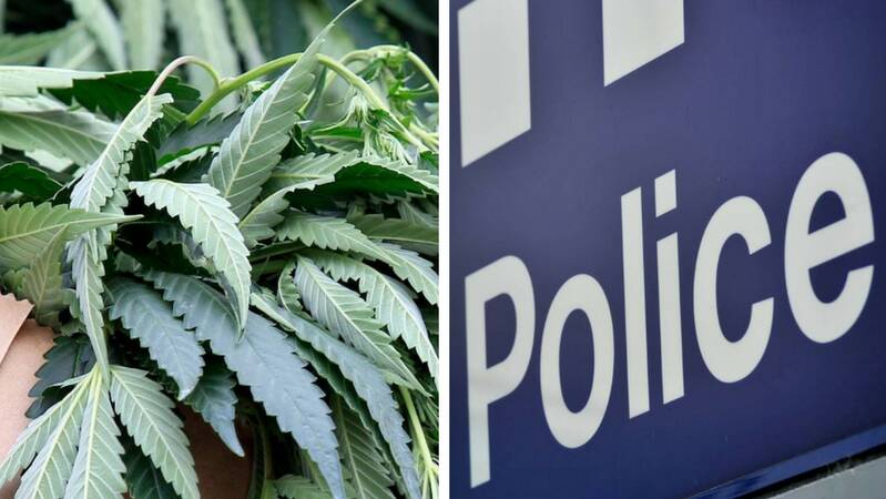 Cannabis, hydroponic equipment seized in Maryborough drug bust
