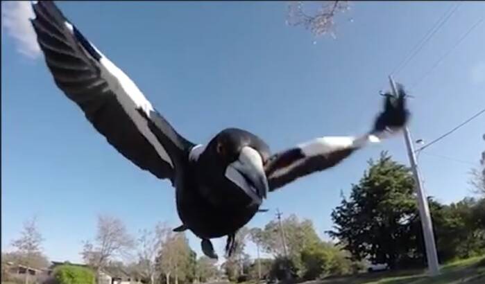 Cyclists are being warned to watch out for magpie attacks as Spring approaches